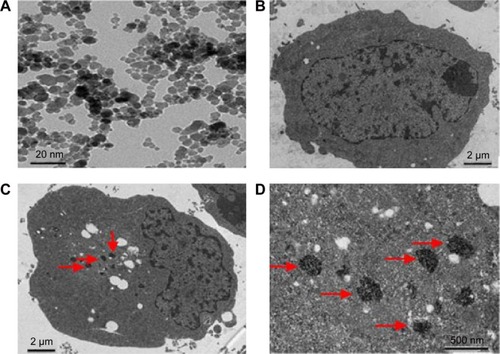 Figure 2 TEM images of MNPs. (A) DMSA-Fe3O4; distribution of nanoparticles in RPMI-8226 cells treated with or without MNPs for 48 hours by TEM. (B) without MNPs (C) with MNPs. (D) Magnification 5× (C).Note: Red arrows depict MNPs in the endosome vesicles.Abbreviations: TEM, transmission electron microscopy; DMSA-Fe3O4 MNPs, dimercaptosuccinic acid modified iron oxide magnetic nanoparticles.