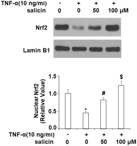 Figure 5. Salicin promoted the nuclear translocation of NRF2. Cells were treated with TNF-α (10 ng/mL) or salicin (50 and 100 μM) for 48 h. Nuclear levels of NRF2 in HUVECs were measured (*,#,$p < .01 vs. previous group).