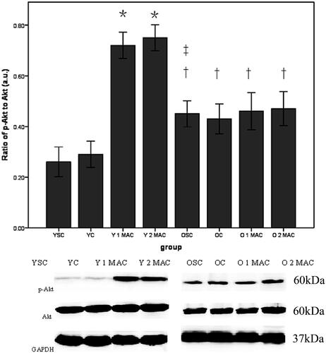 Figure 5. Phosphorylation of Akt in different groups. Data were shown as mean ± SD (n = 4/group). GAPDH was used as loading control. a.u.: arbitrary units; YSC: young sham control; YC: young control; Y: young; MAC: minimal alveolar concentration; 1 or 2 MAC: 1 or 2 MAC sevoflurane postconditioning; OSC: old sham control; OC: old control; O: old. *p < 0.05 vs. YC. †p < 0.05 vs. Y 1 MAC or Y 2 MAC. ‡p < 0.05 vs. YSC.