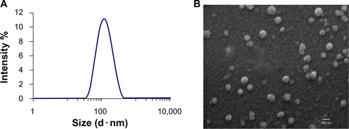 Figure S1 Characterization of staurosporine liposomes by DLS and SEM. (A) Size (diameter, nm) of staurosporine liposomes measured by differential light scattering (DLS). (B) Representative scanning transmission electron microscope (SEM) images showing the structure of staurosporine liposomes.