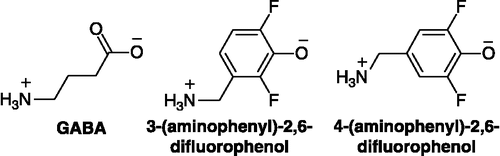 Figure 7 The chemical structures of GABA, 3-(aminomethyl)-2,6-difluorophenol and 4-(aminomethyl)-2,6-difluorophenol in their ionised forms.