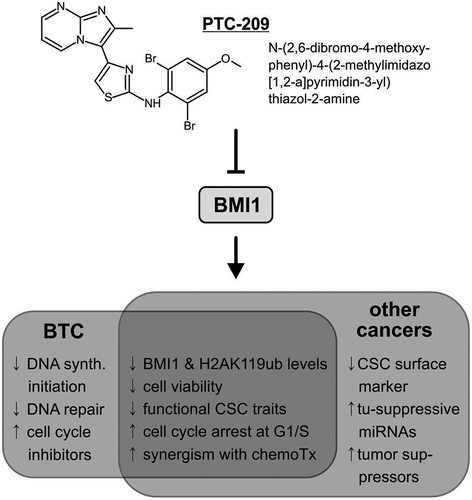 Figure 1. Effect of the BMI1 inhibitor PTC-209 on (biliary tract) cancer cells.PTC-209 is a specific small-molecule inhibitor of the polycomb repressive complex 1 core factor BMI1 that displays several anti-tumor effects in biliary tract cancer cells (BTC, left) and cells of other cancer entities (right) – based on [Citation5,Citation7,Citation9–Citation11].