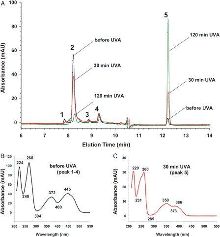 Figure 9. HPLC analysis of RF reaction mixture during UVA irradiation. (A) HPLC chromatograms (absorption at 254 nm) of 5 µl of aliquots of the RF-containing sample (25 µg RF/ml). Black chromatogram represents the reaction mixture before irradiation and red and green curves after 30- and 120-minute irradiation, respectively. Peaks were numbered from 1 to 5 according to elution time. The absorption peaks 1, 2, 3, and 4 (peak 1–4) have all the same UV-VIS spectrum, which is representatively shown in (B) from the peak 2. The UV-VIS spectrum of peak 5 is shown in (C) which is similar to UV-VIS spectrum of RF after UVA irradiation as in Fig. 8. The absorbance area of peak 2 diminishes whereas the absorbance area of peak 5 increases during UVA irradiation of the RF sample.