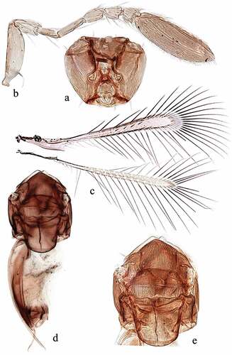 Figure 3. Alaptus wandoorensis Anwar & Zeya sp. nov. holotype female. (a) head frontal view; (b) antenna; (c) wings; (d) mesosoma and metasoma; (e) mesosoma enlarged.