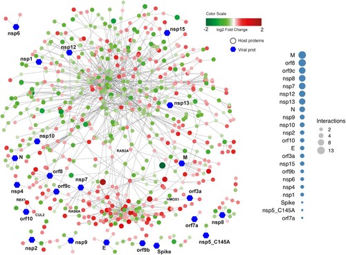 Figure 4. Network visualizing protein interactions among significantly changing proteins between samples at 24hpi and 48hpi, and SARS-CoV-2 viral proteins. Green color nodes represent decreased proteins at 48hpi and red colored proteins represent increased proteins at 48hpi. Size of the nodes are relative to their log2 fold change. Hexagonal shaped nodes denote SARS-CoV-2 viral proteins. The edges are derived from Human Reference Interactom (HuRI) and SARS-CoV-2 entry in Human Protein Atlas.