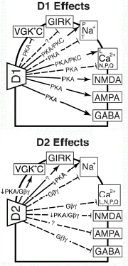 Figure 2. Regulation of ion channels by D1-like (top) and D2-like (bottom) dopamine receptors. Stimulatory (solid line with arrowhead) or inhibitory (dashed line with bar) effects of dopamine receptors on GABA receptors (GABA), NMDA glutamate receptors (NMDA), AMPA glutamate receptors (AMPA), L- and N,P,Q-type Ca2+ channels, persistent (P) and transient (T) Na+ channels, G protein-regulated inwardly rectifying K+ channels (GIRK), and voltage-gated K+ channels (VGK+C) are schematically depicted, as well as whether the effect is thought to be mediated by protein kinase A (PKA), protein kinase C (PKC), G protein βγ subunits (Gβγ), or inhibition of the cyclic AMP/PKA pathway (↓PKA).