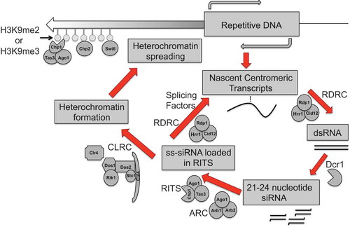 Figure 2. siRNA directed heterochromatin formation in fission yeast. This figure is adapted from [Citation45,Citation203,Citation204] Rdp1, a member of the RDRC complex converts nascent transcripts from repetitive regions of the genome during S phase of the cell cycle into double-stranded RNA. The RNase III–like enzyme Dcr1, can process these double-stranded RNAs into siRNAs. These siRNAs then pass through the first Argonaute chaperone complex, ARC prior to loading into the RITS complex, where Ago1 endonuclease activity cleaves the passenger strand siRNA forming an effector complex that is recruited to chromatin by siRNA-nascent RNA base-pairing. This is followed by the recruitment of the CLRC histone-modifier complex to chromatin to reinstate transcriptional gene silencing by Clr4-mediated H3K9 methylation. The chromodomain protein Swi6 that along with Clr4 recruits other chromodomain proteins such as Chp1 and Chp2 then recognizes the H3K9 mark. This complex then methylates the adjacent nucleosome thus ‘spreading’ the H3K9 heterochromatin mark in an RNA interference-independent manner. The RITS effector complex can also target complementary nascent transcripts and recruit RDRC to promote the synthesis of double-stranded RNA.