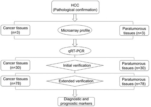 Figure 1 The detailed experimental process.Notes: circRNA expression profiles were screened in three paired human HCC and paratumorous tissues. Targeted circRNAs were verified by qRT-PCR via initial verification in 30 pairs of samples and extended verification in 78 pairs of samples.Abbreviations: circRNAs, circular RNAs; HCC, hepatocellular carcinoma; qRT-PCR, quantitative real-time polymerase chain reaction.