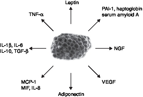 Figure 2. Adipokines linked to inflammation. Modified with permission, from TRAYHURN P, WOOD IS: Biochem. Soc. Transact. (2005) 33:1078-1081. Copyright the Biochemical Society.