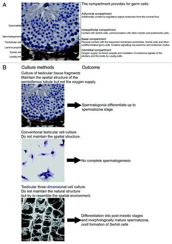 Figure 1. (A) Cytology of the mouse testis showing the relationship and the function of the interstitial, basal, intraepithelial, and adluminal compartment. (B) Schematic diagram of different approaches for male germ cell differentiation in vitro and their outcomes so far.