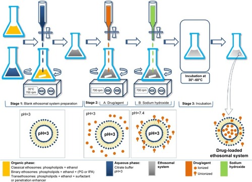 Figure 4 The transmembrane pH-gradient method for the preparation of ethosomal systems.Abbreviations: PG, propylene glycol; IPA, isopropyl alcohol.