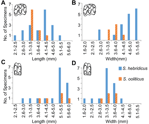 FIGURE 9. Distributions of dimensions of Stereognathus postcanine specimens. A, upper postcanine length; B, upper postcanine width; C, lower postcanine length; D, lower postcanine width. Orange striped bars = S. ooliticus; blue bars = S. hebridicus.