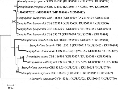 Fig. 2 Phylogenetic tree generated from the maximum likelihood analysis of combined dataset of ITS-5.8S rDNA, gpd and cmdA sequences of Stemphylium lycopersici isolates and related species, including the isolate obtained in the present study (LJ1609270201 in bold), and 13 isolates retrieved from GenBank. The tree was rooted with Alternaria alternata. Numbers of bootstrap support values ≥70% based on 1000 replicates are indicated. The bar indicates nucleotide substitutions per site. The GenBank accession numbers of ITS, gpd and cmdA genes are adjacent to each strain.