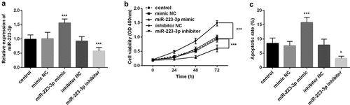 Figure 2. The level of miR-223-3p significantly regulated the cell viability and apoptosis of osteoblasts MC3T3-E1. a. Compared with miR-NC, miR-223-3p inhibitor decreased the level of miR-223-3p. b. cell viability was inhibited by overexpression miR-223-3p, while cell viability was promoted by miR-223-3p inhibitor. c. miR-223-3p mimic promoted cell apoptosis, while inhibition of miR-223-3p reduced cell apoptosis. *** P < 0.001, compared with miR-NC group
