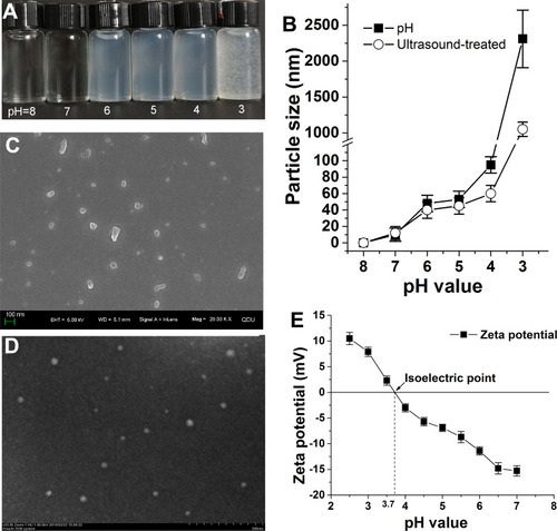 Figure 3 (A) Formation of nanoparticles when EPS changes with pH; (B) change in average particle size of EPS nanoparticles; (C) micromorphology of EPS nanoparticles by SEM (pH=6); (D) micromorphology of EPS nanoparticles by TEM (pH=6); (E) isoelectric point.