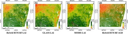 Figure 10. Visual comparisons of the LAI (a) and AGB (d) obtained using the RF integrated with the RTM for the inversion with the GLASS LAI (b) and MODIS LAI (c). The white pixels in the images are non-grassland pixels.