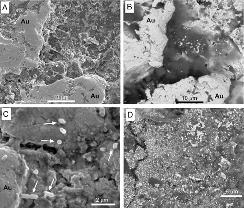 Figure 5 Scanning electron micrographs of the interior textures of toroidal detrital gold particles from Orepuki Beach. A, Surface topography; B, backscatter electron image of the same view, showing the structure of polymorphic encrustations that include biological and clay material; C, close view of the topography of polymorphic encrustation showing bacterial shapes (arrowed); D, backscatter electron image of fine-grained authigenic gold overgrowths (white), on and in polymorphic encrustation material.