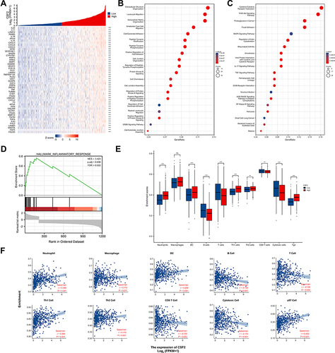 Figure 7 Correlation of CSF2 expression with immune infiltration level in HNSC patients from TCGA database. (A) Heatmap illustrated the top 50 genes positively associated with CSF2 expression. (B) GO BP enrichment analysis of topping 300 differential expressed genes positively related with CSF2 expression. (C) KEGG enrichment analysis of topping 300 differential expressed genes positively related with CSF2 expression. (D) GSEA of topping 300 differential expressed genes positively related with CSF2 expression. (E) Infiltration Levels of different immune cell types in HNSCC subgroups with low- and high-CSF2 enrichment score. (F) The scatter plots presented the relationship between the CSF2 expression and immune cells infiltration levels. ns = p > 0.05, **p < 0.01, ***p < 0.001.