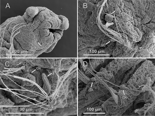 Figure 8. Axiokebuita minuta sensu Schüller and Ebbe (Citation2007), Antarctic specimen from ANDEEP-II cruise. MNCN 16.01/13601, (A) anterior end, ventro-lateral view, (B,C) chaetigers 7 and 9, (D) chaetigers 18–19. neo, neck organ; dk, dorsal knob; vc, ventral cirrus.