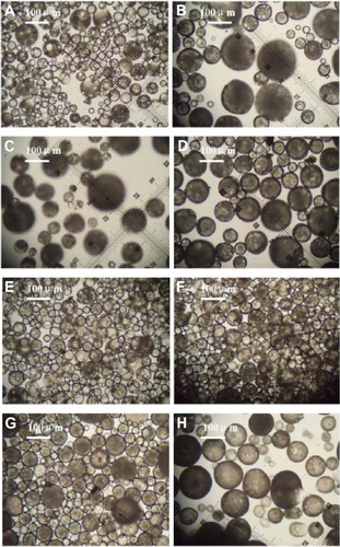 Figure 1 Optical microscopic images of free solidified microspheres. (A) PLGA (3A50/50), (B) PLGA (3A50/50)/LPLA = 40/80, (C) PLGA (3A50/50)/HPLA = 40/60, (D) PLGA (3A50/50)/HPLA = 40/80, (E) PLGA (2A50/50)/HPLA = 40/80, and (F) PLGA (2A50/50)/LPLA = 40/80. W1, 5% w/w BSA and dextran (BSA to dextran ratio 6 mg:6 mg) water cosolution; Oh, PG/G = 4 (5.5 mL containing 0.5 mL of 1% PVA and 5% NaCl); W2, 5% NaCl 1000 mL; oil phase 10%, 1200 mg of dichloromethane solvent. (G) PLGA (3A50/50)/LPLA = 40/80 and (H) PLGA (3A50/50)/HPLA = 40/80. W1, 5% w/w BSA and dextran (BSA to dextran ratio 6 mg:6 mg) water solution; Oh, DEG/G = 4 (5.5 mL containing 0.5 mL of 1% PVA and 5% NaCl); W2, 5% NaCl 1000 mL; oil phase 10%, 1200 mg of dichloromethane solvent.Abbreviations: BSA, bovine serum albumin; PLGA, poly(lactic-co-glycolic acid); LPLA, low viscosity polylactide (molecular weight 60,000); HPLA, high viscosity polylactide (molecular weight 83,000); PVA, poly(vinyl alcohol); PG/G, 1, 2-propylene glycol/glycerol; Oh, hydrophilic oil; DEG/G, ethylene glycol/glycerol; NaCl, sodium chloride; W1, 1% PVA and 5% NaCl water solution; W2, 5% NaCl water solution; w/w, trehalose 1%
