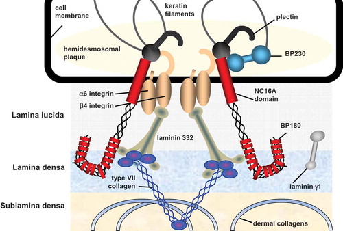 Figure 1. Schematic structure of the dermal-epidermal junction. Only proteins that are targeted by autoantibodies in autoimmune blistering diseases are depicted.