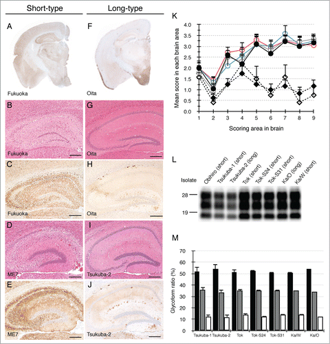 Figure 1. Characterization of 2 types of mouse-passaged scrapie isolates. Immunohistochemical detection of PrPSc was performed using the monoclonal antibody (mAb) SAF84. The coronal sections at the level of the hippocampus of brains affected with a short-type isolate (A) and a long-type isolate (F) are shown, respectively. Sections of the hippocampus of mice affected with Fukuoka (B and C), ME7 (D and E), Oita (G and H) and Tsukuba-2 (I and J) were subjected to H&E staining (B, D, G and I) and immunostaining of PrPSc (C, E, H and J). The bars represent 200 μm. Lesion profiles of mice affected with ME7, Obihiro, Tok, Fukuoka, Tsukuba-2 and Oita in 9 brain areas are shown (K). The brain vacuolation of mice affected with ME7 (closed circle, n = 6), Obihiro (gray opened circle, n = 6), Tok (blue opened circle, n = 3), Fukuoka (red opened circle, n = 6), Tsukuba-2 (closed diamond, n = 5), and Oita (opened diamond, n = 6) were scored on a scale of 0 to 5 (mean value + standard deviation). Serially passaged brains of ME7- and Obihiro-affected mice, second-passaged brains of Tok-, Fukuoka- and Oita-affected mice, and third-passaged brains of Tsukuba-2-affected mice were subjected to the scoring. The different brain areas are indicated as follows: 1 dorsal medulla, 2 cerebellar cortex, 3 superior cortex, 4 hypothalamus, 5 thalamus, 6 hippocampus, 7 septal nuclei of the paraterminal body, 8 cerebral cortex at the levels of the hypothalamus and the thalamus, 9 cerebral cortex at the level of the septal nuclei of the paraterminal body. Representative western blot of PrPSc in mice affected with a variety of mouse-passaged field scrapie isolates is shown (L). The name of the isolates and respective grouping into short- and long-type are indicated on the top of each lane. Total protein (10 μg) was loaded per lane and probed with mAb SAF84 to detect PrPSc. Molecular markers are indicated on the left side of the panel. Glycoform profiles of PrPSc in mouse brains affected with 7 mouse-passaged scrapie isolates (M). PrPSc was detected with mAb SAF84. Signal intensities of di-, mono-, and non-glycosylated PrPSc bands were analyzed. Black bar: ratio of diglycosylated PrPSc to total PrPSc. Gray bar: ratio of mono-glycosylated PrPSc to total PrPSc. White bar: ratio of non-glycosylated PrPSc to total PrPSc. Values are expressed as the mean ± standard deviation (%).