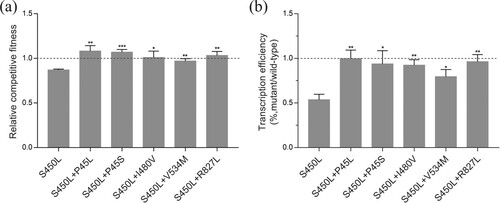 Figure 3. (a) In vitro competitive fitness of the rpoB mutant strains in nutritionally deficient 7H9 medium. (b) Relative transcription efficiency of the mutant strains compared to the wild-type strain. The data are shown as the mean ± SD from three independent experiments. To measure the compensation effect of double mutation, the statistical differences of double mutant strains versus the S450L single mutant strain were analysed using unpaired Student's t-test, *P < 0.05, **P < 0.01, ***P < 0.001 (t = 3.036∼10.95, df = 4).