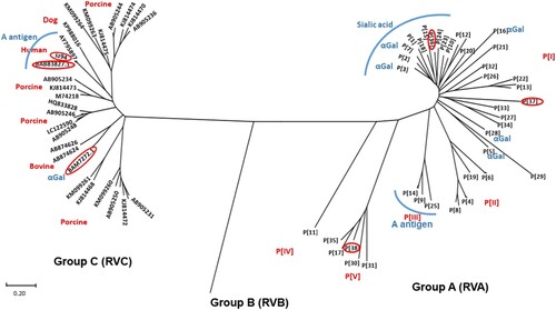 Figure 1. Phylogeny of group A rotaviruses. The group A RVs have been divided into 38 P genotypes (P[1] – P[38]) including 3 new genotypes (P[36]-P[38]) based on the major surface spike protein VP4/VP8* based on previous study [Citation8]. A phylogeny dividing 38group A RV genotypes into in five P genogroups (P[I] – P[IV]) is shown. A total of 34 VP8* amino acid (aa) sequences (aa 46 to 231) of RVCs from GenBank have been grouped into multiple porcine and one for each of bovine and human genogroups, consisting with genetic grouping results reported by Sun et al. [Citation21].