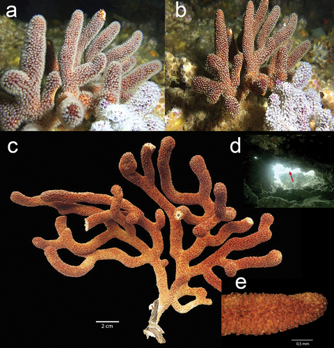 Figure 2. Underwater in situ record of Muricea hebes colony with (a) the white extended polyps, and (b) M. hebes with the polyps contracted. (c) Ex situ dry colony of M. hebes. (d) Location of colonies inside a cavern at the Bajo 40 site. (e) Close-up of the small tubular calyxes in a branch. Exsitu Photos by D.C. Vergara and Juan A. Sánchez. Insitu Photos by Rubén Abad and Karla. B. Jaramillo.