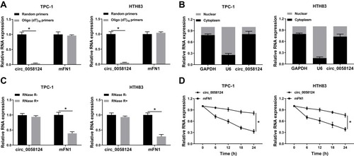 Figure 2 Identification and validation of circ_0058124 in TC cells.Notes: (A) The relative expression levels of circ_0058124 and mFN1 in TPC-1 and HTH83 cells were analyzed by q-PCR after normalized with random primers and oligo (dT)18 primers. (B) The expression levels of circ_0058124, U6 and GAPDH in the nuclear and cytoplasmic of TPC-1 and HTH83 cells were detected by q-PCR after nuclear-cytoplasmic separation. (C) The relative expression levels of circ_0058124 and mFN1 in TPC-1 and HTH83 cells were assessed by q-PCR after treatment with RNase R. (D) The relative expression levels of circ_0058124 and mFN1 in TPC-1 and HTH83 cells were analyzed by q-PCR after treatment with ActD at the indicated time points. *P < 0.05.