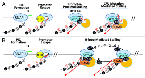 Figure 4. AID in the transcription complex. AID, RNA exosome and Spt5 can associate with transcribing RNA polymerase II in two distinct transcription complexes. (A) Following transcription initiation, RNA polymerase II at many transcribed genes enters a phase called “transcription stalling.” The association of RNAP II co-factors NELF and Spt5 and TFIIH leads to the resolution of RNAP II stalling and promotes RNAP II to transition into its transcription elongation phase. AID, by virtue of its association with Spt5, accesses this complex and its associated DNA. Moreover, RNA exosome is recruited to this complex and can associate with AID and Spt5-associated RNAP II to promote DNA deamination during somatic hypermutation in the first 100–200 base pairs downstream of the transcription start site. However, during SHM as well as in CSR, it is possible that the RNAP II is able to overcome the promoter proximal stalling and enter the elongation phase. Here, if it encounters dU residues (incorporated by preceding RNAP II-associated AID complexes), it may stall and recruit RNA exosome and catalyze robust cytidine deamination at DNA regions kilobases downstream from the transcription start sites. (B) If the transcription complex does continue into the elongation phase, it may generate stable DNA secondary structures like R-loops depending upon the physical properties of the transcribed DNA. For example, transcription of switch sequences is proposed to generate stable large R-loop structures due to the presence of G-richness on the template strand. If R-loops or other transcription complex impedance factors are recruited (or preexist), elongating RNAP II molecules that are loaded on the DNA secondary structure containing templates may undergo a second “stalling” event that is analogous to RNAP II pre-termination. In this pre-termination complex RNA exosome actively degrades the nascent transcript to prevent continuity of abortive transcription and aberrant DNA/RNA hybrids that can initiate genomic instability. This RNA exosome-associated RNAP II pretermination complex can potentially associate with AID and provide another hub for AID and its associated co-factors to catalyze DNA deamination. This scenario parallels the transcription stalling associated AID DNA deamination activity observed during class switch recombination.