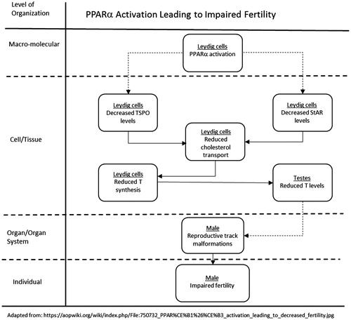 Figure 11. PPAR activation leading to impaired fertility.