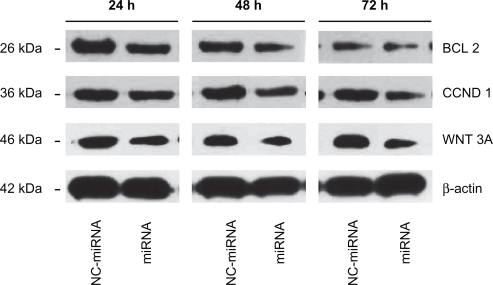 Figure 5 Bcl-2, Cyclin D1, and Wnt3a knock down following miRNA/PAMAM-PEG-APT complexes delivery to LNCaP cells. The cells were treated with miRNA/PAMAM-PEG-APT (miRNA) and NC-miRNA/PAMAM-PEG-APT (NC-miRNA) complexes and processed for immunoblotting with anti-Bcl-2, anti-Cyclin D1, and anti-Wnt3a antibodies at 24, 48, and 72 hours post-transfection. β-actin was a loading control.Abbreviations: PAMAM, polyamidoamine; PEG, polyethylene glycol; APT, aptamer.