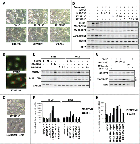 Figure 1. MAPK11-MAPK14/p38-independent effects of SB202190/SB203580 in autophagy. (A) SB202190 and SB203580 (10 µM each) but not the other more specific MAPK11-MAPK14/p38 inhibitors (SB220025, 10 µM; BIRB-796, 1 µM; or VX-745, 10 µM) induce large vacuoles in HT29 cells (24 h treated). (B) The SB202190-induced vacuoles are acidic compartments as shown by strong acridine orange staining in primary HUVECs. (C) Autophagy inhibitor 3-MA suppresses SB-induced vacuolation in HT29 cells. (D) The efficacy of BIRB-796, SB202190, and SB203580 to inhibit MAPK14/p38α-MAPK11/p38β signaling in HeLa cells was compared by monitoring their effect on stress-induced phosphorylation of the direct MAPK14/p38α-MAPK11/p38β substrate MAPKAPK2 at Thr334 (T334) and of the downstream target HSPB1/HSP27 at Ser82 (S82). The membrane was reprobed with MAPKAPK2, HSPB1 and EEF2 (eukaryotic translation elongation factor 2) antibodies as loading controls. Cells were treated with the indicated concentrations of inhibitors (µM) prior to 30 min anisomycin (10 µg/ml) stimulation. (E and F) The off-target effect of SB202190 in autophagy is independent of cell-type specific vacuolation. In both, vacuole-positive HT29 and vacuole-negative HeLa cells (see Table 1), long-term SB202190 treatment (10 µM for 4 or 24 h) leads to the accumulation of autophagy substrates SQSTM1 and lipid conjugated MAP1LC3B (LC3-II) (E). Quantified band intensities for LC3B-II and SQSTM1 normalized to that of the loading control (GAPDH) are shown (F). (G and H) Dose-dependent (10-30 µM) effect of SB203580 on autophagy in HeLa cells demonstrated by monitoring the levels of SQSTM1 and MAP1LC3B (LC3-II) at 24 h treatment (G). Quantified band intensities for lipid conjugated MAP1LC3B (LC3-II) and SQSTM1 normalized to the loading control (EEF2) are shown (H).
