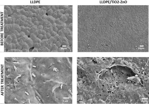 Figure 4. Topology analysis of LLDPE/TiO2-ZnO film by FESEM after hydrolytic degradation treatment. Hydrolytic biodegradation activity observed on bare LLDPE and LLDPE/25T75Z/5% nanocomposites films.