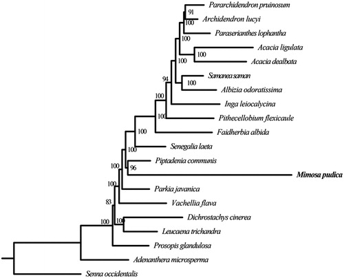 Figure 1. Maximum-likelihood (ML) tree based on the concatenated data of 76 PCGs sequences of Mimosa pudica and 19 other species. Numbers in the nodes are the bootstrap values. Their accession numbers are as follows: Pararchidendron pruinosum: NC_035348.1, Archidendron lucyi: NC_034988.1, Paraserianthes lophantha: LN885334.1, Acacia ligulata: NC_026134.1, Acacia dealbata: NC_034985.1, Samanea saman: NC_034992.1, Albizia odoratissima: NC_034987.1, Inga leiocalycina: NC_028732.1, Pithecellobium flexicaule: NC_034991.1, Faidherbia albida: NC_035347.1, Senegalia laeta: NC_036736.1, Piptadenia communis: NC_034990.1, Parkia javanica: NC_034989.1, Vachellia flava: NC_036734.1, Dichrostachys cinerea: NC_035346.1, Leucaena trichandra: NC_028733.1, Prosopis glandulosa: KJ468101, Adenanthera microsperma: NC_034986.1, Senna occidentalis: MF358692.1.