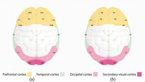 Figure 1. (a) Electrodes placement related to each cortex of the brain and (b) corresponding Brodmann areas.