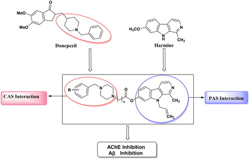 Figure 2. Design strategy for the new series of harmine derivatives targeting AChE and Aβ1-42 aggregation.