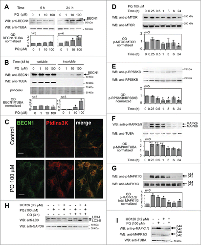 Figure 6. PQ activates pro-autophagic signaling pathways in spite of its negative effect on LC3 lipidation. (A) Samples from experiments described in Fig. 1 (6 and 24 h PQ treatment) were analyzed for BECN1 expression by 8% SDS-PAGE and WB. Densitometric analysis of data (in lower panel) was performed as described in Fig. 1B (TUBA/α-tubulin was used as loading control). (B) PQ causes accumulation of insoluble BECN1 in cells exposed for 48 h to PQ. Samples of insoluble proteins in lysates were prepared and analyzed as described in Figure 1C. Statistical analysis for (A) and (B): one-way ANOVA followed by Dunnett's post-test; n indicates number of independent experiments; 4 groups, 3 – 6 OD values for each group; *P < 0.05, ***P < 0.001. (C) U373 cells were seeded on coverslips and treated or untreated with 100 μM PQ for 6 h, fixed and stained for BECN1 (green) and PIK3C3 (red). Representative confocal images of middle sections of stained cells are shown. Bar: 25 μm. (D–G) U373 cells were treated for the indicated time with 100 μM PQ and cell lysates were analyzed by NuPage 4–12% gradient gel electrophoresis followed by WB. MTOR (D), RPS6KB/p70S6 kinase) (E), MAPK8 (F) and MAPK1/3 (p44/p42) (G) phosphorylation were detected by phospho-specific antibodies. Densitometric analysis of n = 3 to 5 independent experiments was performed. Statistical analysis: one-way ANOVA for (D and E; 7 groups each experiment) and Mann-Whitney test for (F and G; 5 – 9 OD values for each control group, 3 - 5 OD values for other groups); *P < 0.05. (H) UO126 MEK1 inhibitor (0.2 μM) has little effect on basal autophagy and does not restore autophagy in PQ-treated cells. (I) Effects of UO126 used in (I) on MAPK1/3 phosphorylation in U373 cells.