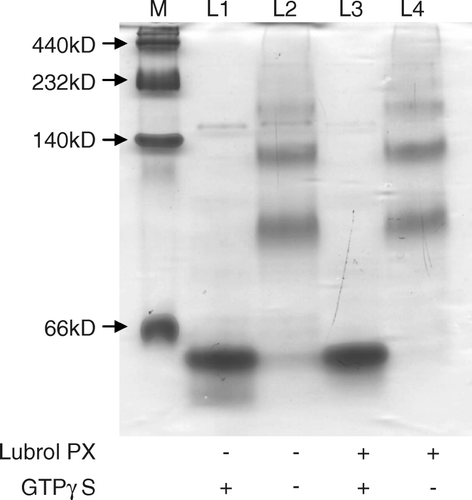 Figure 2.  The effect of detergent Lubrol PX on oligomerization and disaggregation of Gαo protein examined by NDE. M, protein molecular size standards; L1, L2, without Lubrol PX; L3, L4, with 0.1% Lubrol PX. ‘ + ’, Gαo activated by GTPγS before electrophoresis; ‘-’, Gαo not activated by GTPγS before electrophoresis.