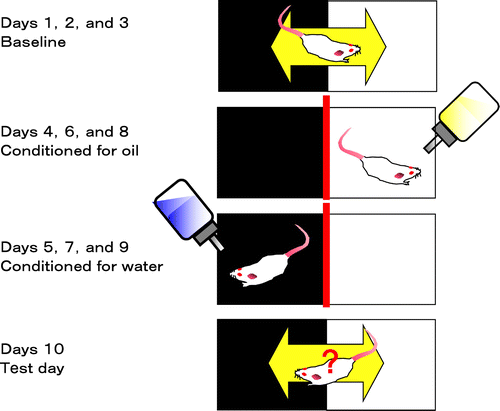 Fig. 2. CPP test to assess rewarding effects.Note: The test chamber consisted of a box with lighting (light box) and a box without lighting (dark box). Each box was separated by a guillotine door. Mice were acclimated to the boxes (Day 1–3), and the time on Day 3 spent in the light box was used as the basal spent time (baseline). Mice were alternatively conditioned from Day 4 to Day 9 to a test sample in the light box or to water/vehicle in the dark box. On the test day (Day 10), mice were freely moved to both boxes which lacked samples, and the time spent in the light box was measured. The CPP index was calculated as the difference between time spent in the light box on Day 3 (baseline) and on Day 10 (test day).