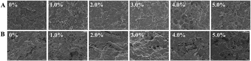 Figure 3. Surface (A) and cross-section (B) morphologies of rye flour noodles with 0%, 1.0%, 2.0%, 3.0%, 4.0%, and 5.0% black garlic pulp (BGP) studied by scanning electronic microscopy.Figura 3. Morfologías superficiales (A) y transversales (B) de fideos de harina de centeno adicionados con 0%, 1.0%, 2.0%, 3.0%, 4.0% y 5.0% de pulpa de ajo negro (BGP) estudiadas mediante microscopía electrónica de barrido.
