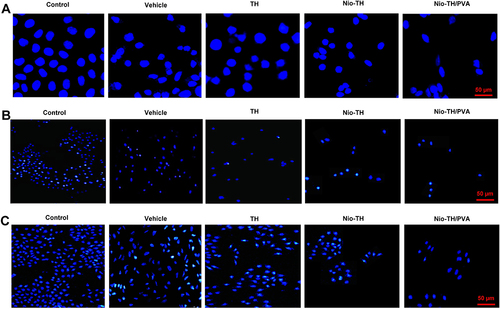 Figure 10 DAPI staining determining the number of nuclei of all samples in (A) MCF-7, (B) AGS, and (C) HepG2 cell lines. MCF-7, AGS, and HepG2 cells were plated onto a 24-well plate and exposed to the IC50 concentration of formulations for 48 hrs.