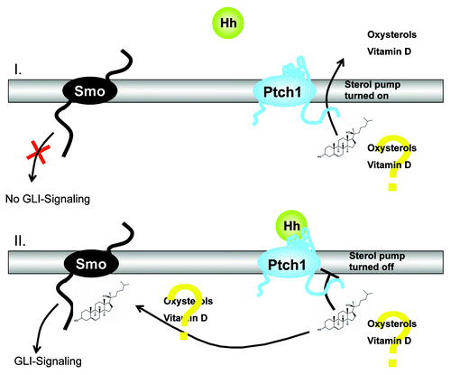 Figure 2. Schematic illustration of the theory suggesting that Ptch regulates Smo by removing oxysterols. Activation of the Hedgehog (Hh)-signaling pathway due to deficiency in the Hh receptor Patched1 (Ptch) is the crucial molecular defect that causes the formation of BCCs in human skin. Ptch1 possesses a sterol sensing domain (SSD), which is important for suppression of the activity of Smoothened (Smo), the signal transduction partner of Ptch. A current theory suggests that Ptch regulates Smo by removing oxysterols from Smo. Ptch acts like a sterol pump and removes oxysterols that have been created by 7-dehydrocholesterol reductase. Upon binding of a Hh protein or a mutation in the SSD of Ptch the pump is turned off allowing oxysterols to accumulate around Smo. This accumulation of sterols allows Smo to become active via GLI signaling or to remain on the cell membrane for a longer period of time.