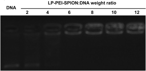Figure 3. Agarose gel electrophoresis of LP-PEI-SPION/DNA complexes at various weight ratios, and naked DNA was as control.