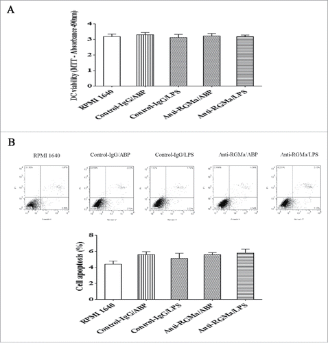 Figure 2. Analysis of DCs viability and apoptosis after neutralization of RGMa. (A) Cell viability was assessed by MTS assay. (B) Cell apoptosis was measured using annexin V and PI staining. The bar graph represents cell apoptosis. Data were expressed as the mean ± SEM of three independent experiments.