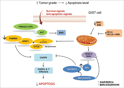 Figure 4. GIST and apoptosis signaling. Survival signals can activate the PtdIns(3,4,5)P3-AKT cascade, which phosphorylates and inactivates the pro-apoptotic BCL2-family member BAD. In GIST, pro-apoptotic proteins, such as BAX, are downregulated and anti-apoptotic regulators are expressed. Anti-apoptotic proteins, including the anti-apoptotic BCL2 family members and inhibitor of apoptosis (IAP) proteins, are regulated by DIABLO/SMAC, which is mutated in GIST samples. IAPs are upregulated in GIST. XIAP/BIRC4, directly inhibits effector caspases, whereas BIRC5/survivin has indirect anti-apoptotic effects by stabilizing XIAP and inhibiting DIABLO. Apoptosis is also regulated through the mitochondrial (intrinsic) pathway. Pro-apoptotic BCL2 family proteins, including, BAX and BCL2L11/BIM, are important mediators of these signals. Activation of mitochondria promotes the release of CYCS/cytochrome C that binds APAF1 to form the apoptosome and subsequent activation of the initiator proCASP9. APAF1 interacts with the pro-apoptotic tumor suppressor FAM96A, which is downregulated in GIST.