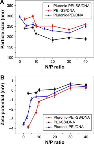 Figure 4 (A) Size and (B) zeta potential of the DNA complexes with Pluronic-PEI-SS, Pluronic-PEI, or PEI-SS measured by DLS and a zeta potential analyzer at various N/P ratios.Abbreviations: PEI, polyethyleneimine; PEI-SS, disulfide-linked PEI; N/P, nitrogen to phosphate; DLS, dynamic light scattering.