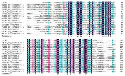 Figure 2. Protein alignment of the LpCPC deduced amino acid sequence with LpCPC proteins from other plant species. The amino acid sequence of this transcript was similar to that alignment of the CPC amino acid sequence from other species: Elaeis guineensis (African oil palm) XP_010922520.1; Dendrobium catenatum XP_020676538.1; Ananas comosus (pineapple) OAY72680.1; Phoenix dactylifera (date palm) XP_008779708.1; Chenopodium quinoa (quinoa) XP_021741754.1; Cucumis sativus (cucumber) XP_031744419.1; Cucumis melo (muskmelon) XP_008461120.1; Ricinus communis (castor bean) EEF35205.1; Ipomoea triloba (trilobed morning glory) XP_031106714.1; Prunus persica (peach) XP_007216148.1; Malus Domestica (apple) XP_008373963.2; Actinidia chinensis var. Chinensis PSS17849.1; Solanum Lycopersicum (Lycopersicon esculentum) XP_010323300.1; Trifolium pratensePNX74705.1).