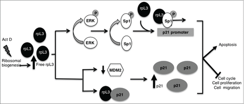 Figure 7. Schematic representation of proposed model. Act D induced nucleolar stress caused an induction of rpL3 total intracellular levels and the accumulation of rpL3 as ribosome-free form. Free rpL3 becomes a regulator of p21 expression. At transcrptional level, rpL3 induces the phosphorylation of ERK that, in turn, could promote the phosphorylation of Sp1. Then, rpL3 could recruit phosphorylated Sp1 and induce the transactivation of p21 promoter. At post-translational level, rpL3 binds and stabilizes p21 protein and downregulates MDM2. rpL3 effects associate to cell cycle arrest, apoptosis and inhibition of cell proliferation and migration.